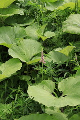 Fototapeta premium young lupine and butterbur