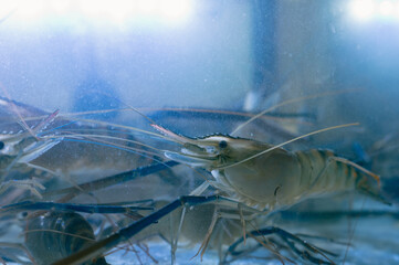 Fresh River shrimp or river prawn, giant river shrimp in tank.