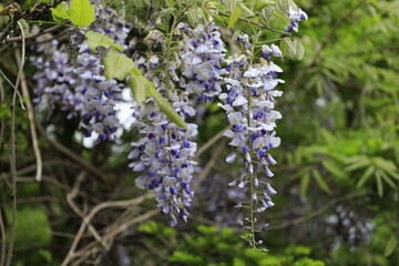 wisteria flowers