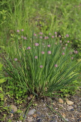 wild chives flowers