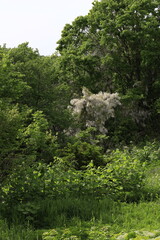 flowers in the forest