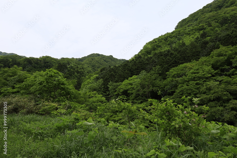 Wall mural Green forest