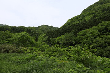 Fototapeta premium Green forest