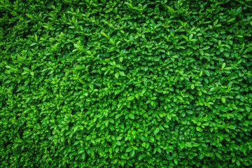 Green grass wall texture with natural green leaves background, perfect for eco-friendly designs