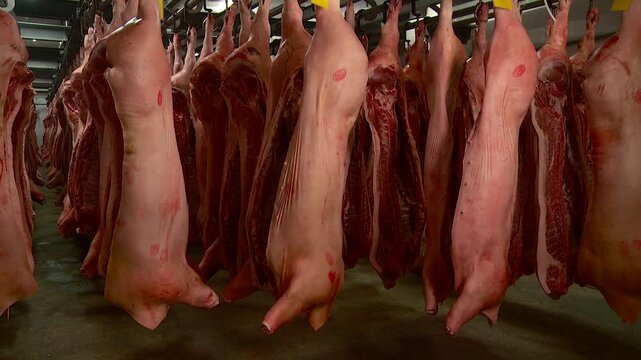 butchering of pork and beef carcasses production of minced meat from pork and beef meat in the stuffing machine of the meat processing plant