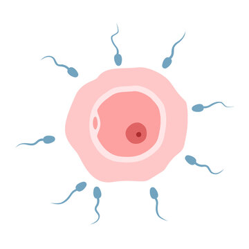 Fertilization concept with ovum and sperm in flat design.