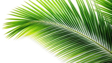 Obraz premium Green nature Palm leaf Coconut leaves isolated on white background, with clipping path for easy editing