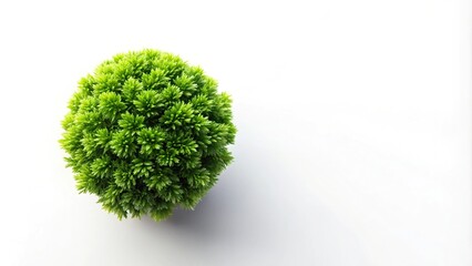 Fototapeta premium Green plant isolated on white background Aerial
