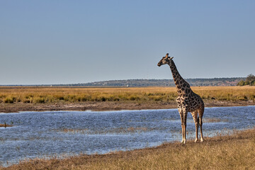 Giraffes are the tallest land animals on Earth, known for their long necks, distinctive spotted coats, and gentle demeanor. Native to the savannas and open woodlands of Africa,