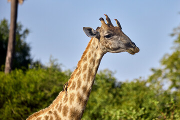 Giraffes are the tallest land animals on Earth, known for their long necks, distinctive spotted coats, and gentle demeanor. Native to the savannas and open woodlands of Africa, © Beto Santillan