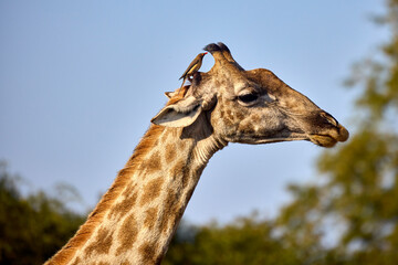 Giraffes are the tallest land animals on Earth, known for their long necks, distinctive spotted coats, and gentle demeanor. Native to the savannas and open woodlands of Africa,