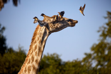 Giraffes are the tallest land animals on Earth, known for their long necks, distinctive spotted coats, and gentle demeanor. Native to the savannas and open woodlands of Africa, © Beto Santillan