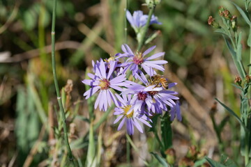 Purple Flowers with Bee