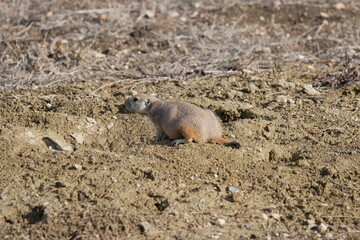 Prairie Dog