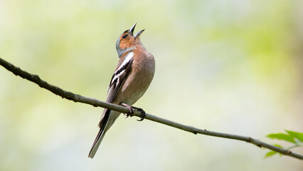 Fototapeta premium red backed shrike