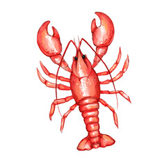 Red Lobster illustration. Seafood product, restaurant menu. Hand drawn painting