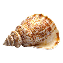 Fototapeta premium A detailed, spiral shell with cream and brown pattern