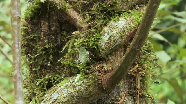 Making ayahuasca, ayawaska, yage. Liana needed to make Ayahuasca, ayawaska. Liana Banisteriopsis caapi. Ecuadorian tropical forest.