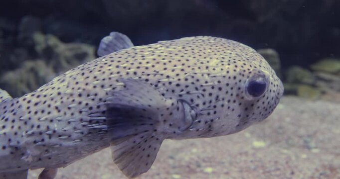 Spot-fin porcupinefish (Diodon hystrix), also known as the spotted porcupinefish