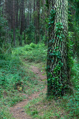 camino por bosque de pinos en Liencres