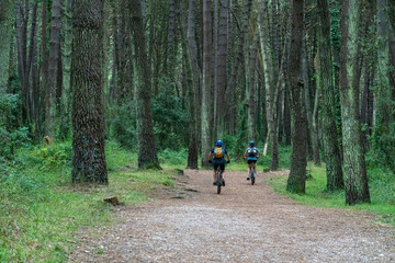 ciclistas con bicicletas de montaña por un bosque de pinos