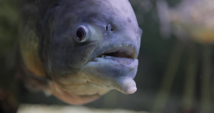 Piranha - Colossoma macropomum close-up.