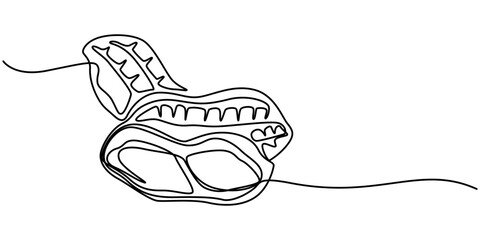 Peanut simple vector drawing. One continuous line art border, background, label design, Peanuts Drawing, One continuous line drawing of whole healthy organic peanut for snack product logo identity.