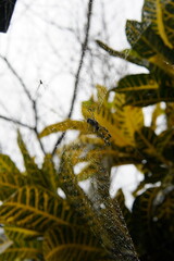 Vibrant codiaeum variegatum, petra croton, variegated plant leaf, leaves, landscaped garden, landscaping wall