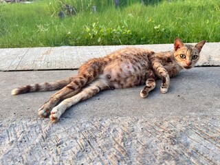 A cat looking at camera, cat sleepy on concrete floor. A pregnant mother cat while resting on a floor 