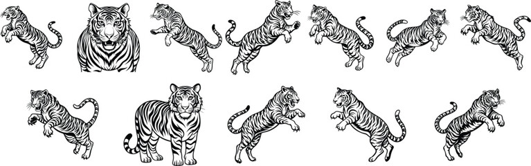 Tiger animal black and white images