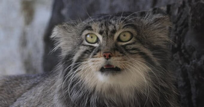 Pallas's cat (Otocolobus manul), also known as the manul, is a small wild cat with long and dense light grey fur, and rounded ears set low on the sides of the head.