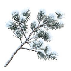 Obraz premium Snow-covered branch with melting snow, brown trunk, and green leaves.