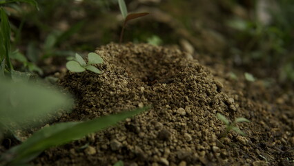 Ants anthill close up detail vision pile soil heap small