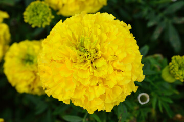 a blooming yellow flower on the flowerbed macro