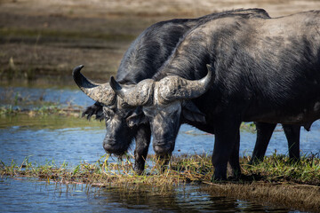 Obraz premium The African water buffalo, also known simply as the African buffalo or Cape buffalo, is one of the most formidable and powerful animals found on the continent. Known for its strength.