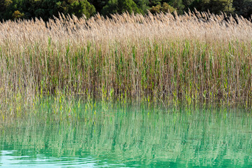 Detail of the tall reeds that grow inside the lake and their reflection on the water surface in the natural environment of the Lagunas de Ruidera Natural Park, Ruidera, Ciudad Real, Spain