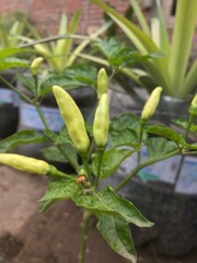 Green chili trees are bearing fruit but are still small, green cayenne peppers are in the process of growing. green hot chilies still attached to the tree
