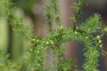 Asparagus acutifolius is an evergreen perennial plant belonging to the genus Asparagus