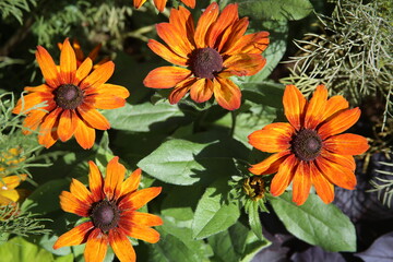 Rudbéckie hérissée en floraison orange