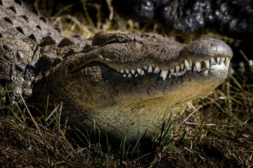 The black crocodile, a true master of the waters, blends seamlessly into its environment. Nature's design at its finest