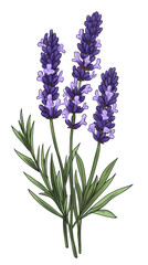 Fototapeta premium Lavender flowers with green leaves, white isolated background.
