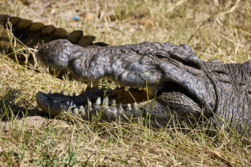 The black crocodile, a true master of the waters, blends seamlessly into its environment. Nature's design at its finest