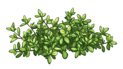 Green shrub with vibrant leaves, isolated on white background.