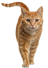 Fototapeta premium Close-Up of a Ginger Tabby Cat Walking Forward Isolated on Transparent Background – for Pet, Animal, and Feline-Themed Concepts