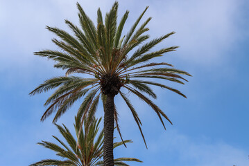 palm tree against blue sky