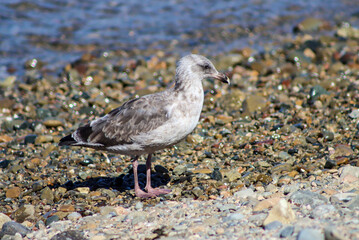 seagull on the beach