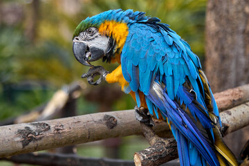 VIBRANT COLORS OF A BLUE YELLOW MACAW