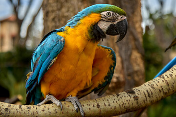 VIBRANT COLORS OF A BLUE YELLOW MACAW