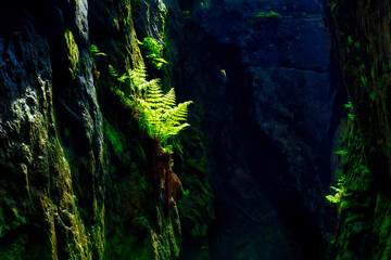Ferns growing on moss in a rocky gorge