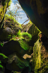 Green moss and vegetation in the shadow of rocks with a view of a tree